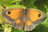 Pyronia tithonus